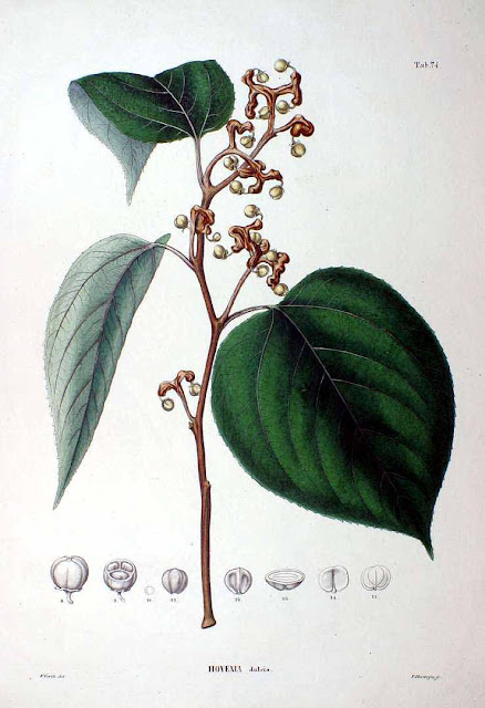 Drzewo rodzynkowe howenia słodka (Hovenia dulcis) acerba jadalne owoc ciekawe rośliny azjatyckie smak mapa zastosowanie uprawa opis w Pl wystepowanie