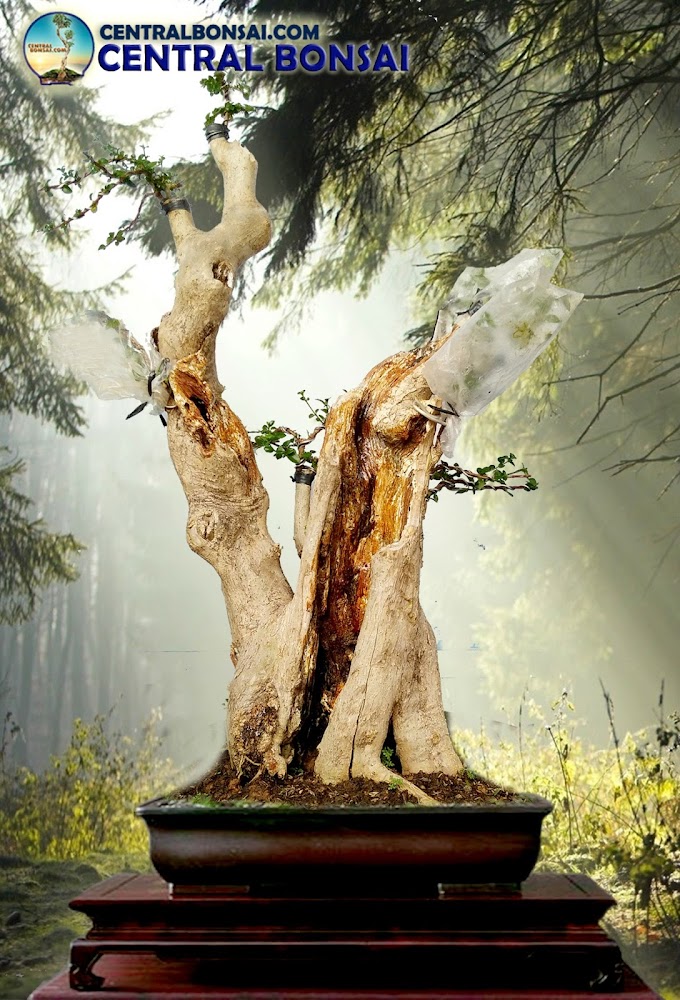 BONSAI WACANG (WAHONG-SANCANG) TRENDS 2017