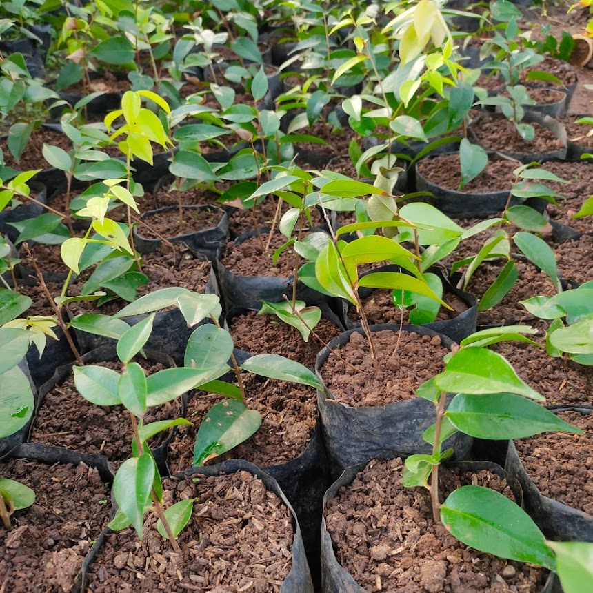 jambu air nashi Okbape