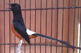 50++ Harga burung murai batu borneo kalimantan terupdate