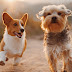 Animal welfare Animal welfare