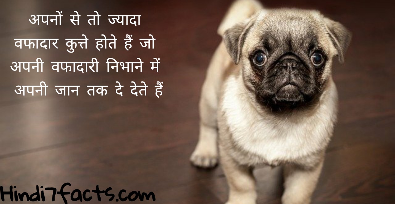 जानवरों पर मज़ेदार कोट्स | Animals Quotes , Slogan In Hindi - Hindi7Facts