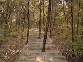 stone steps with spaces for trees to grow through them on a hill