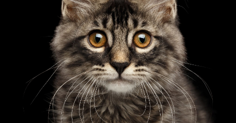 Good Cat Care Means A Happy Cat