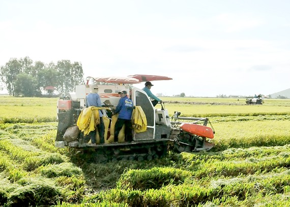 thu hoạch lúa nông dược việt nam