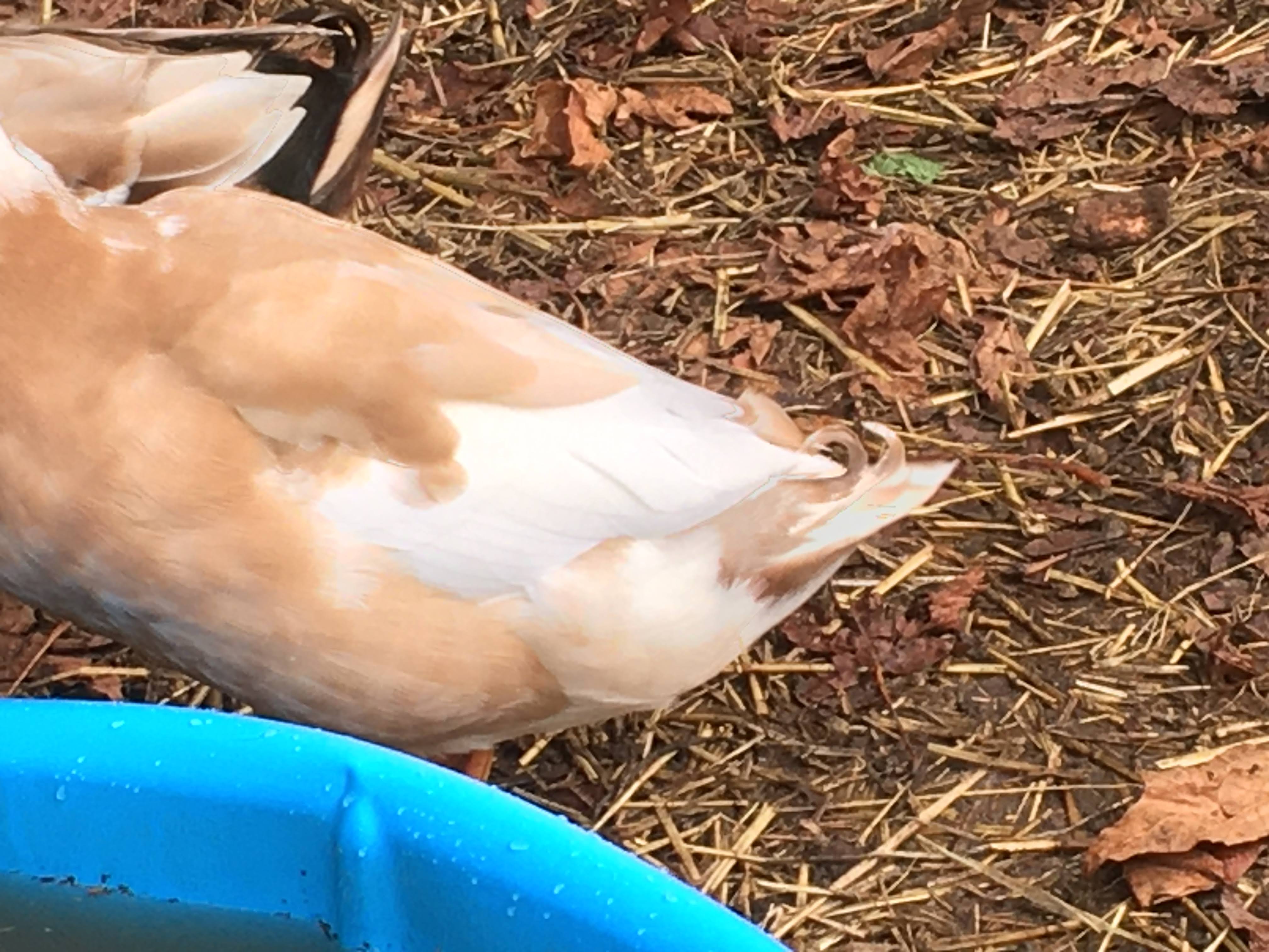 Are They ALL Male Ducks? Duck Gender Demystified