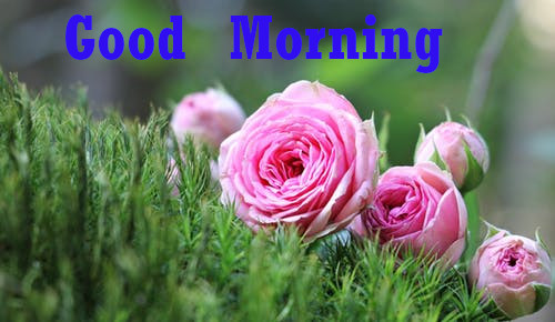 Latest Best Good Morning Wishes