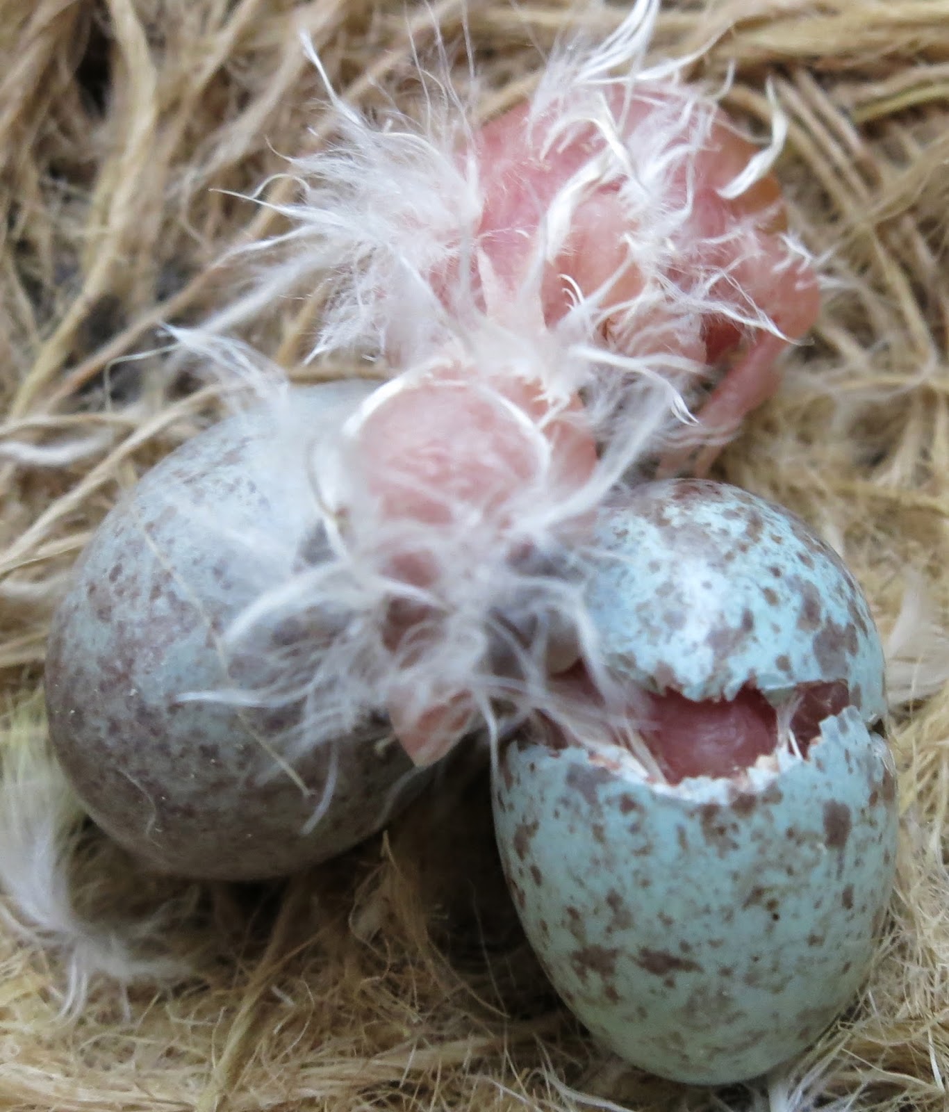 Hatching eggs. Канарейка яйцо синего цвета. Как выглядит зарождения птенца. Появление птенца в яйце чудо. Приложение Hatch птенцы.
