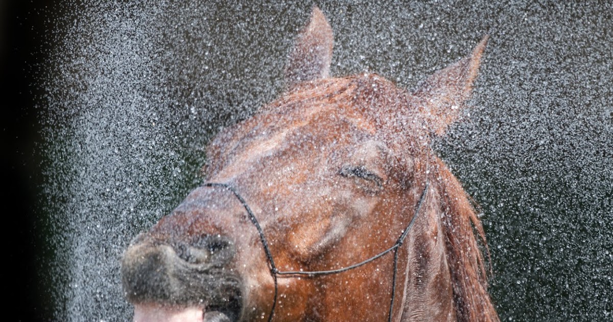 Equine Science Update Cartilage scaffold hope for chondritis