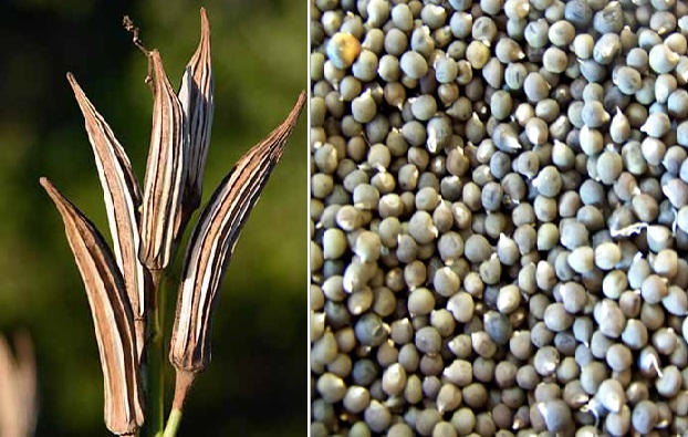 Easy Steps to Produce Your Own Vegetable Seeds ; A Information Guide for Beginner's