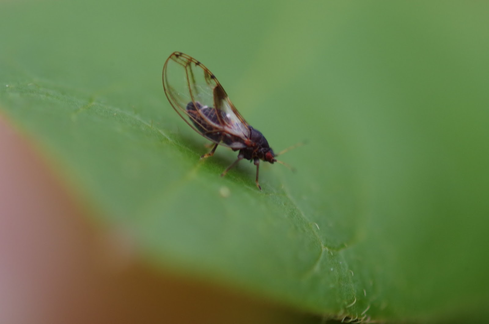 The Bugs in the Backyard How To Write About Backyards