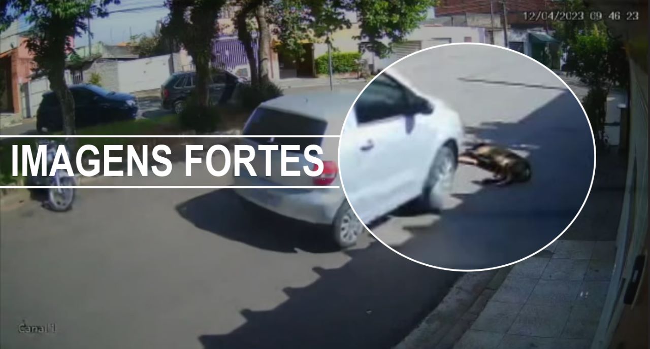 Revolta: motorista atropela cão e foge sem prestar socorro, em