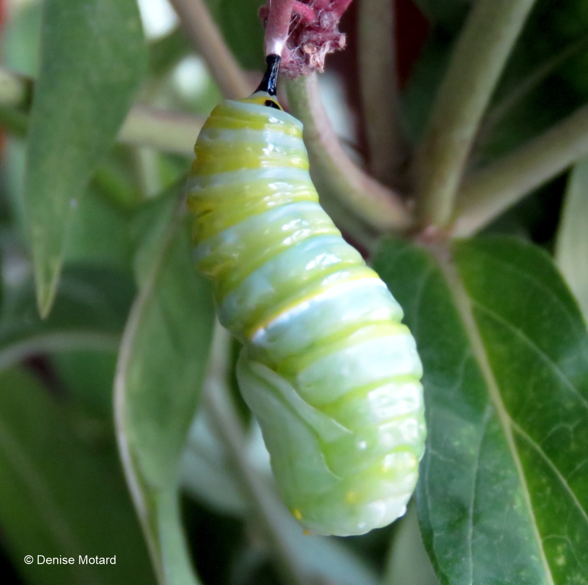 CHRYSALIS