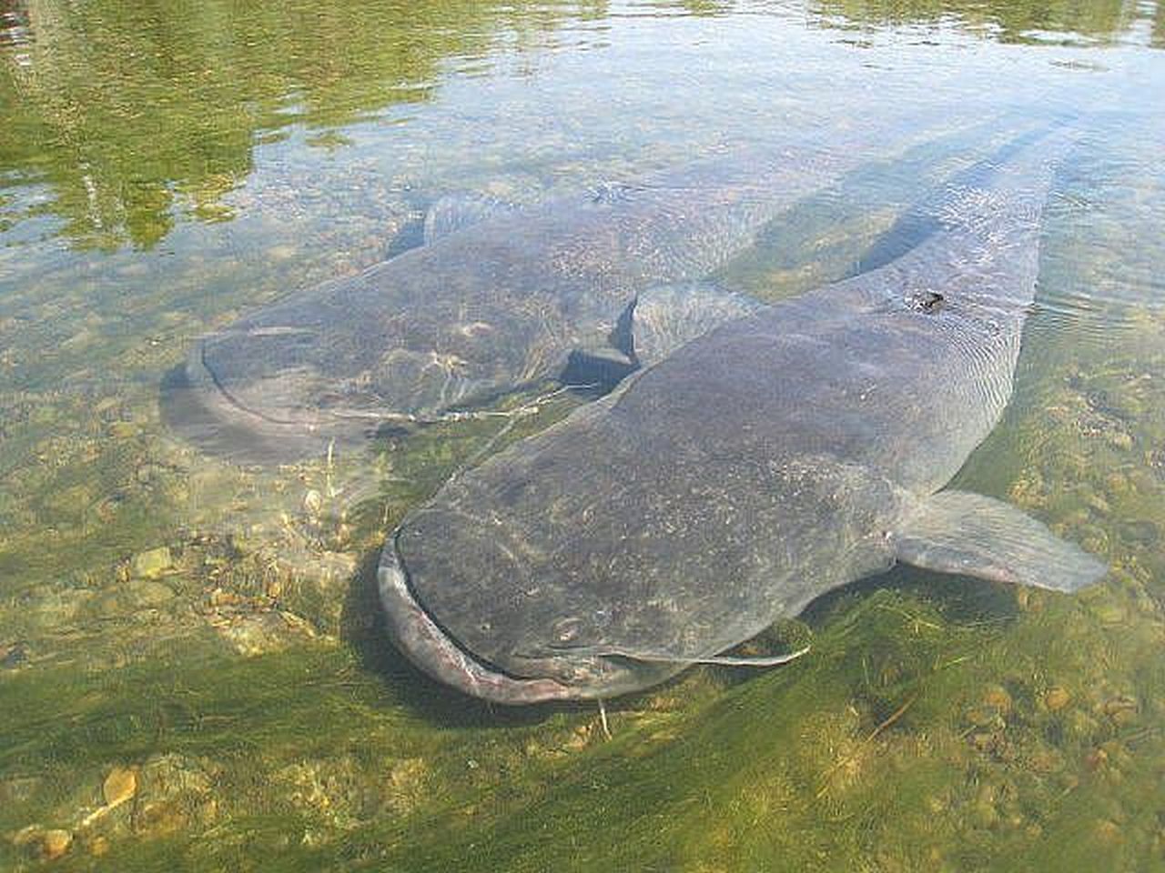 Самая большая рыба в калининградской области. Европейский сом людоед. Большой сом.