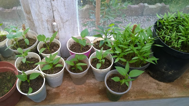 Move the seedlings to a sunny southern window until you can transplant them into the garden. Don't set out your pepper transplants until night temperatures average around 55-60 degrees F.