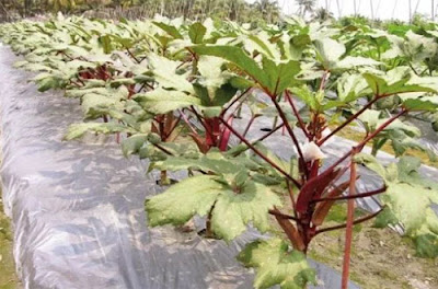 Cara Budidaya Tanaman Okra