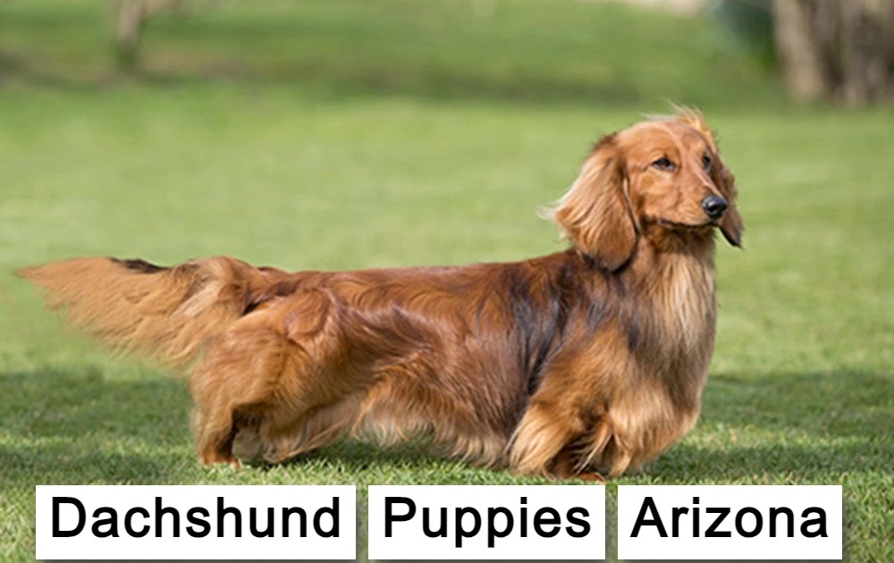 8 Best Dachshund Puppies Arizona (Top Picks of 2022)