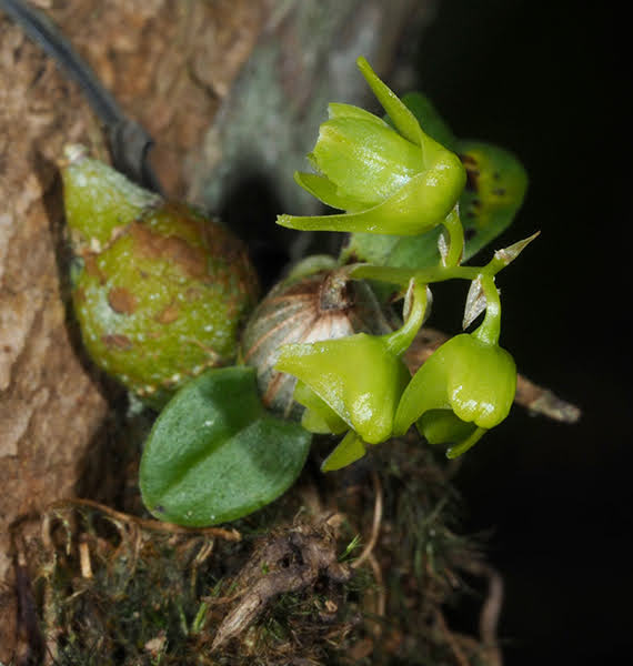 Dendrobium kanburiense