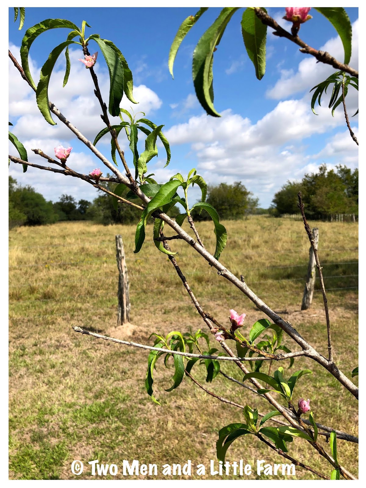 Two Men and a Little Farm FRUIT TREES AND BARGAINS WEEKEND UPDATE