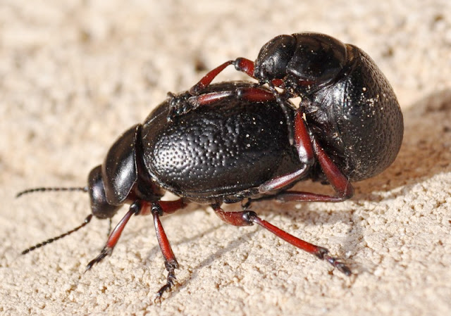 Coleopteros de Villena y comarca Timarcha espanoli