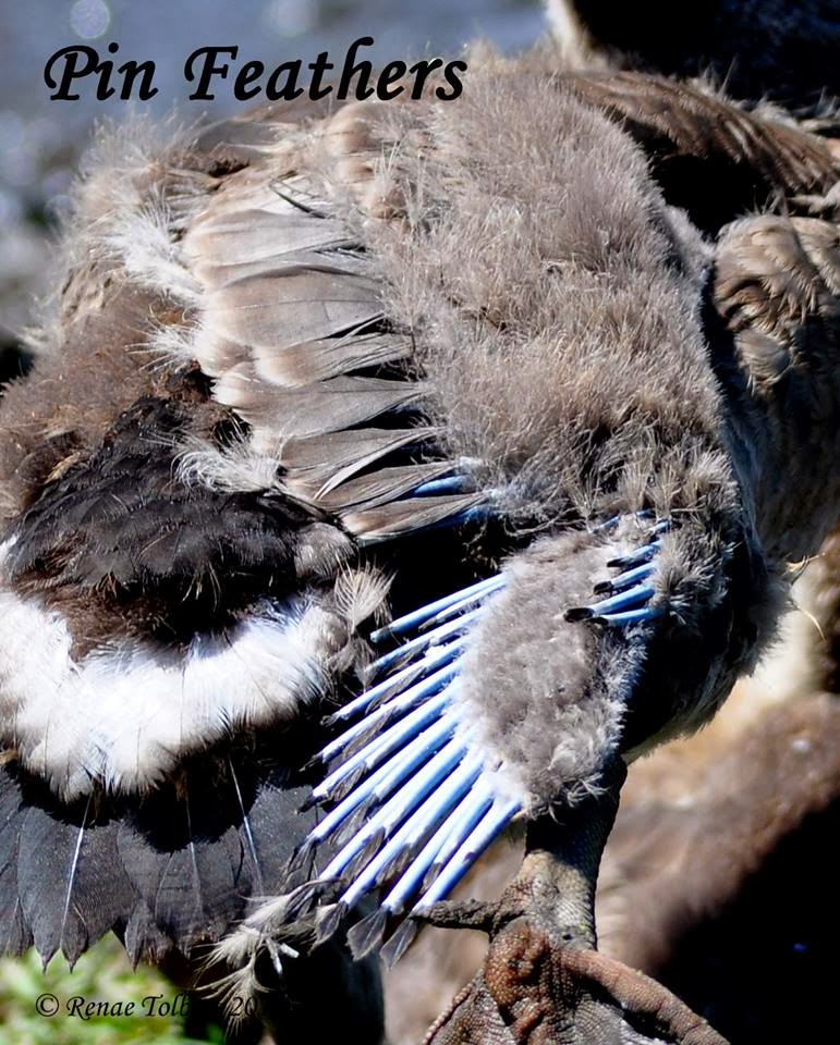 Eagle Information Eagle Documents and Pictures