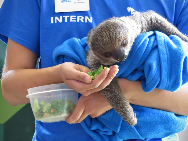 Baby 2-toed sloth at Pittsburgh's National Aviary