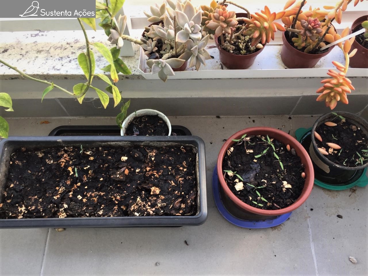 Novas plantas: bucha vegetal, hortelã, erva-cidreira, salsa lisa e uma flor misteriosa