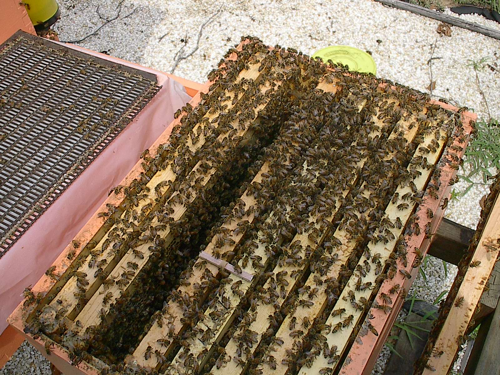 The Flying Foodie The (not so) Secret Life of Bees....and Honey