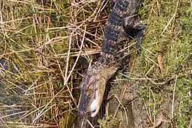 Hungry alligator steals Florida man's golf ball Hungry alligator steals Florida man's golf ball