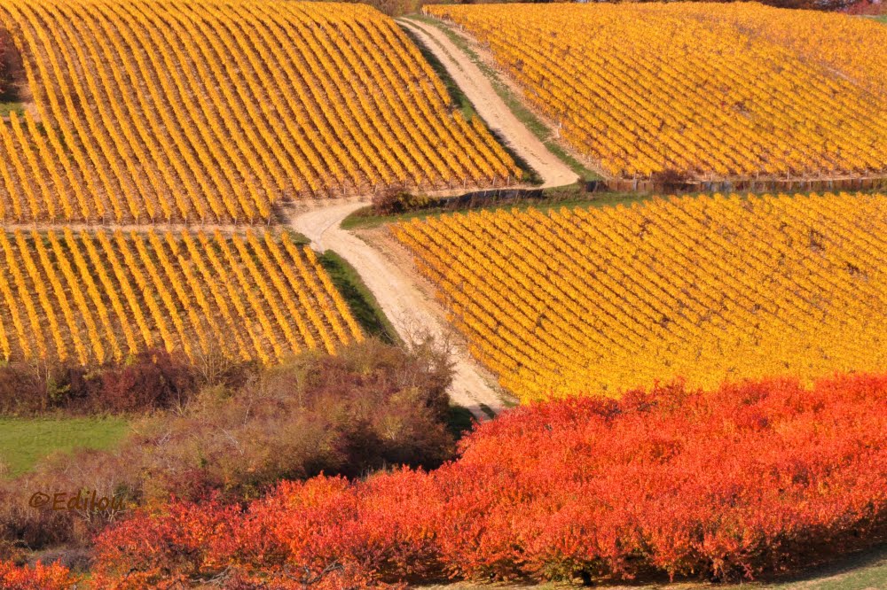 PETIT CHEMIN à COULANGES