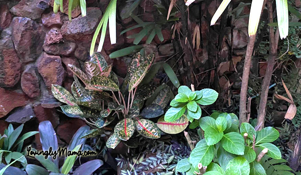 aglaonema, aglaonema collection, air quality, bedroom, best indoor plants, Chinese evergreen, Chinese evergreen as air purifier, Chinese evergreens, colorful pots, colors of aglaonema, condo living, dining room, easy plants to grow, fertilizer, flowers, foliage, fresh air, garden, gardening, home, home improvement, home in the city, how to care of aglaonema, humidity, indoor plants, kinds of aglaonema, leaves, living room, monstera, natural air purifier, online work, orchids, plantita, plantito, potted plants, soil mix, succulents, therapeutic, Thieves Household Cleaner for plants, Thieves spray, toilet and bath, urban dwelling, varieties of aglaonema, Young Living Essential Oils