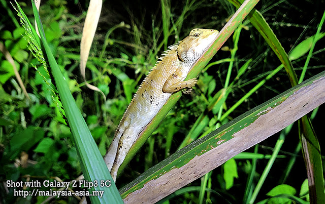 Malaysia Lizard Photography