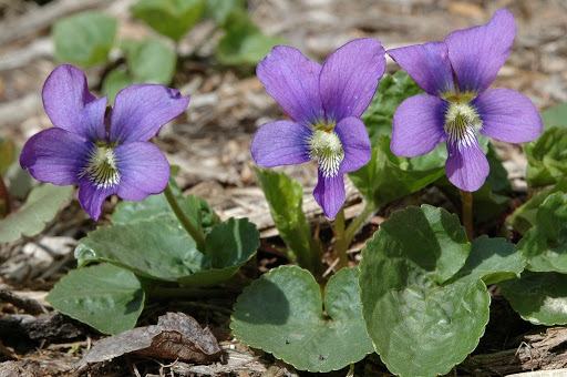 7 common plants to forage in the spring