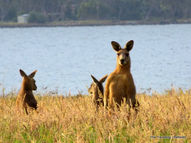 Paynesville kangaroos