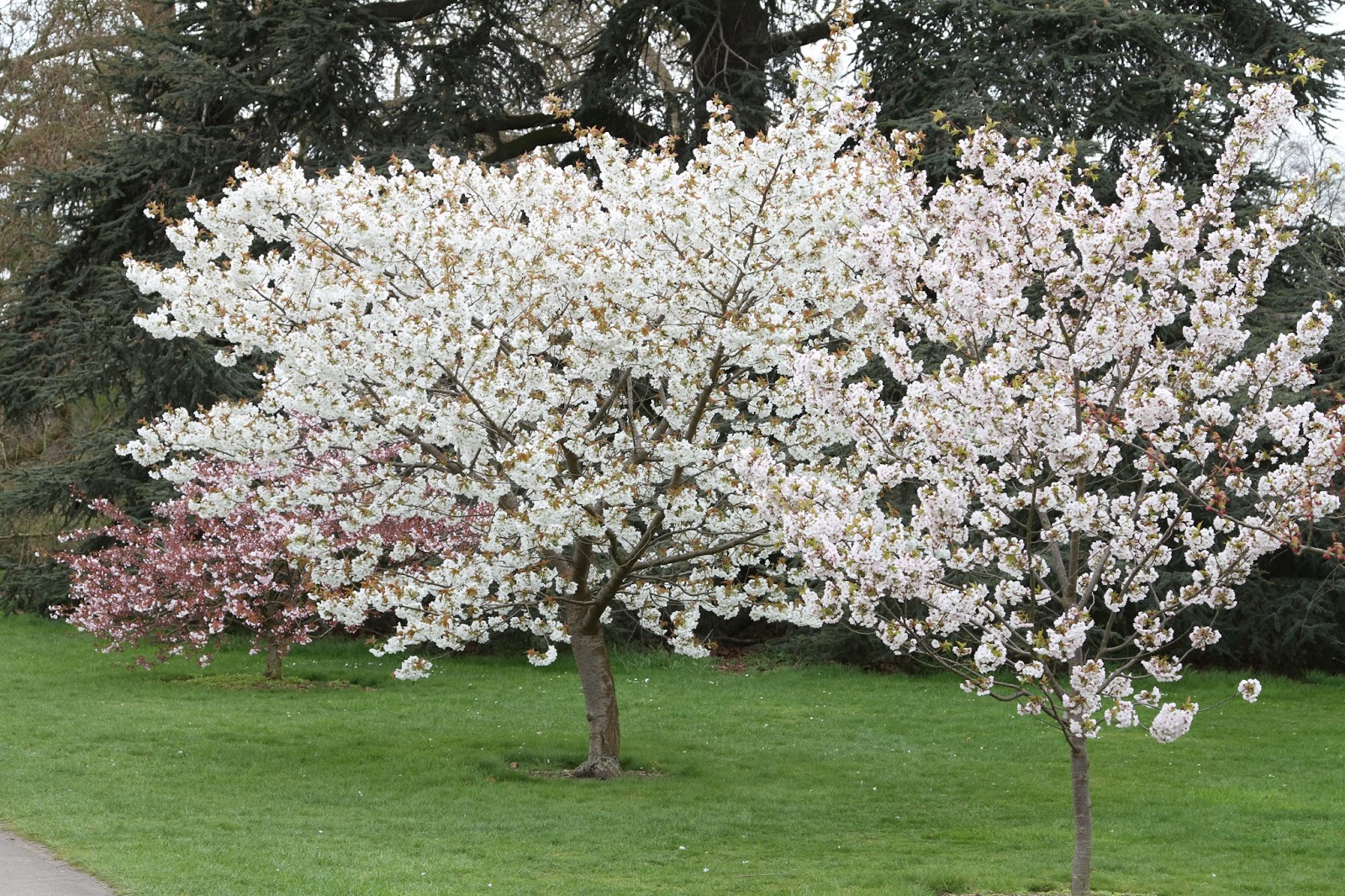 Trees and Plants White Cherry Blossoms Trees