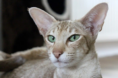 alt="gato oriental con ojos verdes"