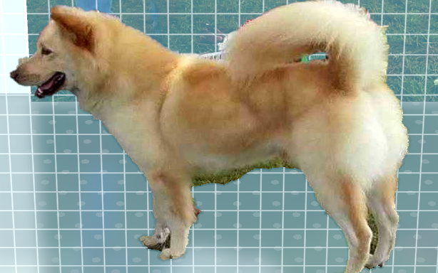 Mengenal Anjing Kintamani Ras Asli Indonesia