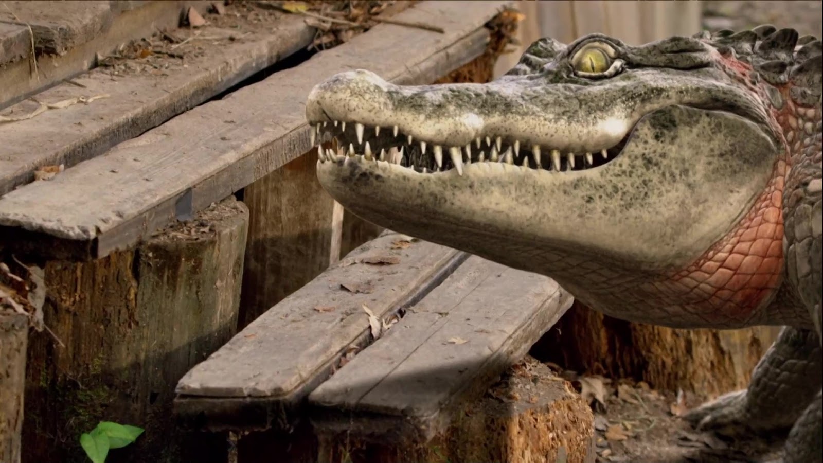 Alligator alley film