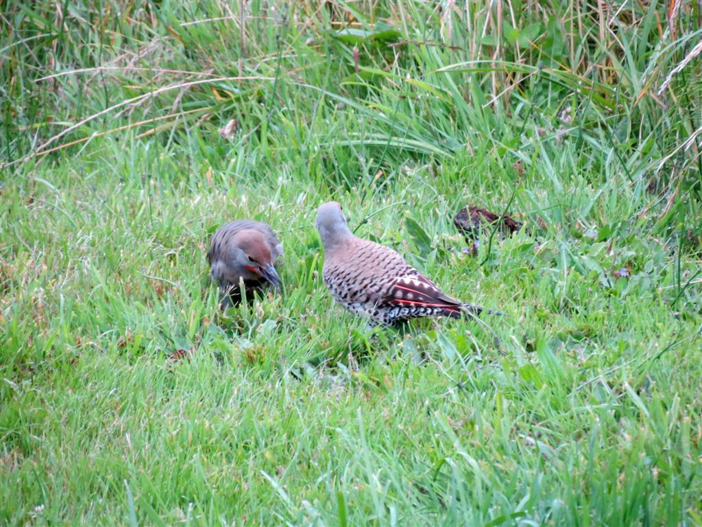 Viewing nature with Eileen: Red Shafted Flickers