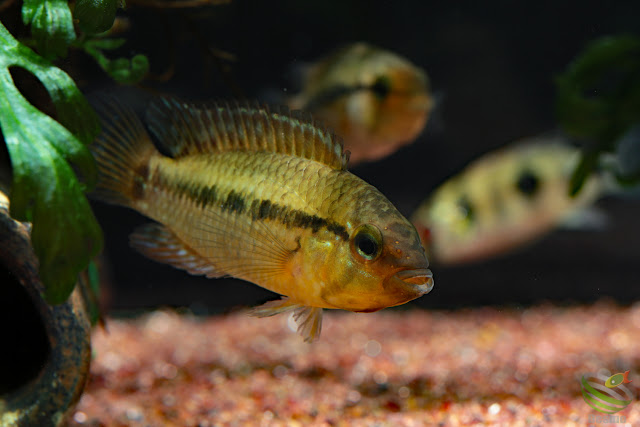 Apistogramma eleutheria / Rio Treze de Maio