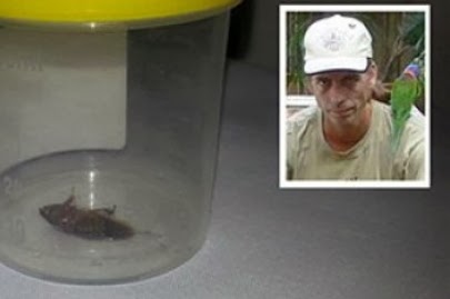 live cockroach ear australian man