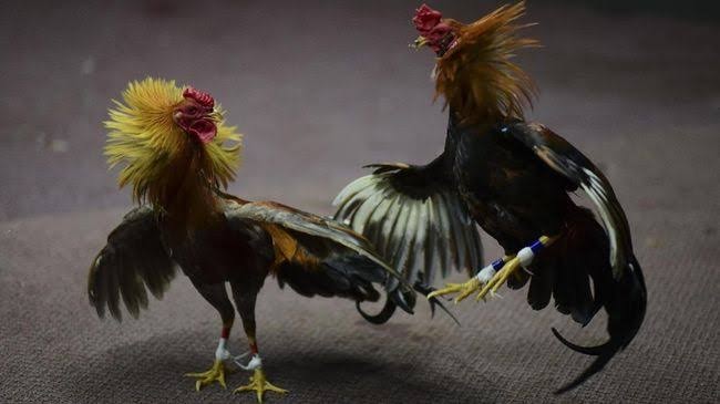 Kumpulan Nama nama Ayam Jago yang Bagus Juara Petarung