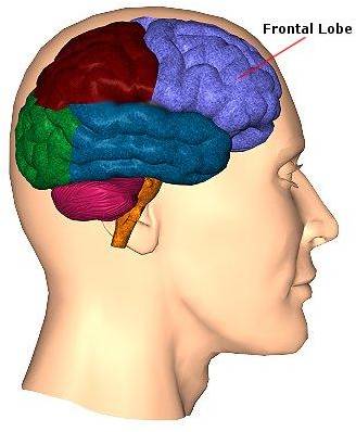 GAMBAR OTAK FRONTAL LOBE