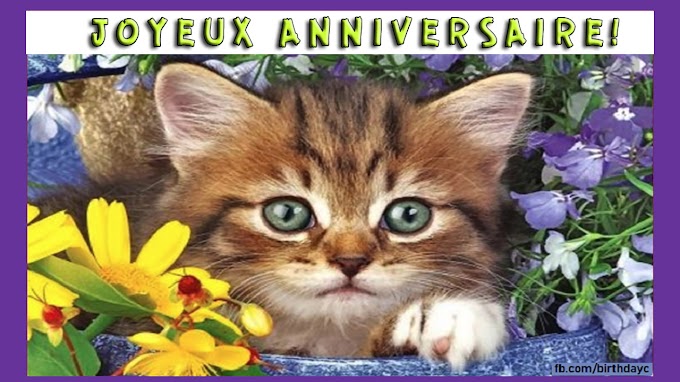 carte de voeux d'anniversaire avec photo de chat