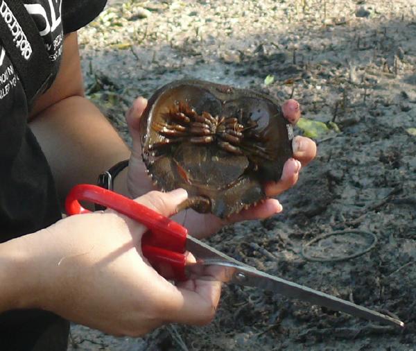 Mangrove Horseshoe Crab Animal Unique