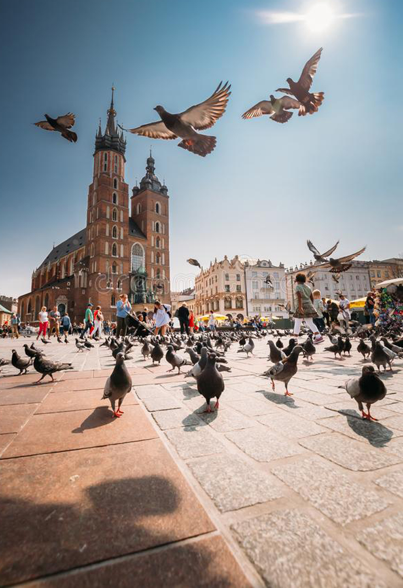 Market Square, Krakow, Poland The World Belongs to the Pigeons Now