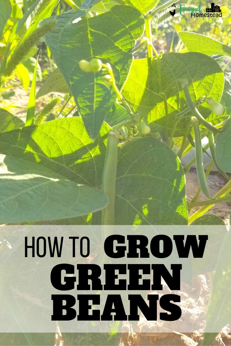 Growing Green Beans for Beginners