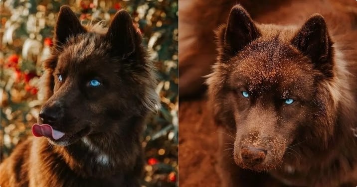 White Wolf : Meet the beautiful, unique chocolate-brown Siberian Husky