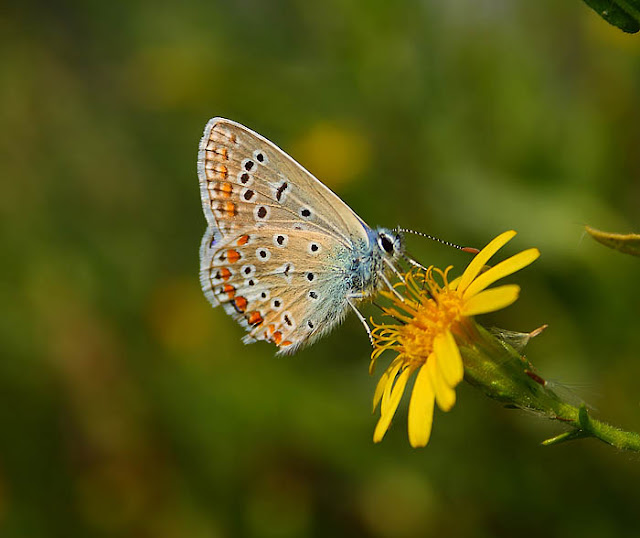 Common Blue (Polyommatus icarus) female