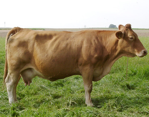 gelbvieh cattle, about gelbvieh cattle, gelbvieh cattle breed, gelbvieh cattle breed info, gelbvieh cattle breed facts, gelbvieh cattle care, caring gelbvieh cattle, gelbvieh cattle color, gelbvieh cattle characteristics, gelbvieh cattle facts, gelbvieh cattle for milk, gelbvieh cattle for meat, gelbvieh cattle for work, gelbvieh cattle history, gelbvieh cattle horns, gelbvieh cattle hair, gelbvieh cattle info, gelbvieh cattle images, gelbvieh cattle longevity, gelbvieh cattle milk, gelbvieh cattle meat, gelbvieh cattle origin, gelbvieh cattle photos, gelbvieh cattle pictures, gelbvieh cattle rarity, gelbvieh cattle rearing, raising gelbvieh cattle, gelbvieh cattle size, gelbvieh cattle temperament, gelbvieh cattle tame, gelbvieh cattle uses, gelbvieh cattle variety, gelbvieh cattle weight